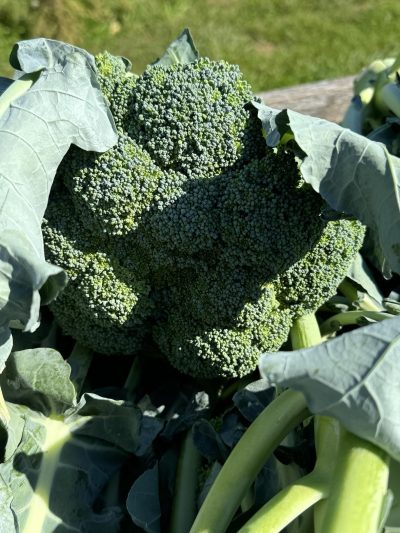 Broccoli Close Up