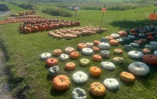 Squash and Pumpkins on grass