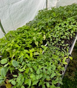 Seedling Vegetable Plants