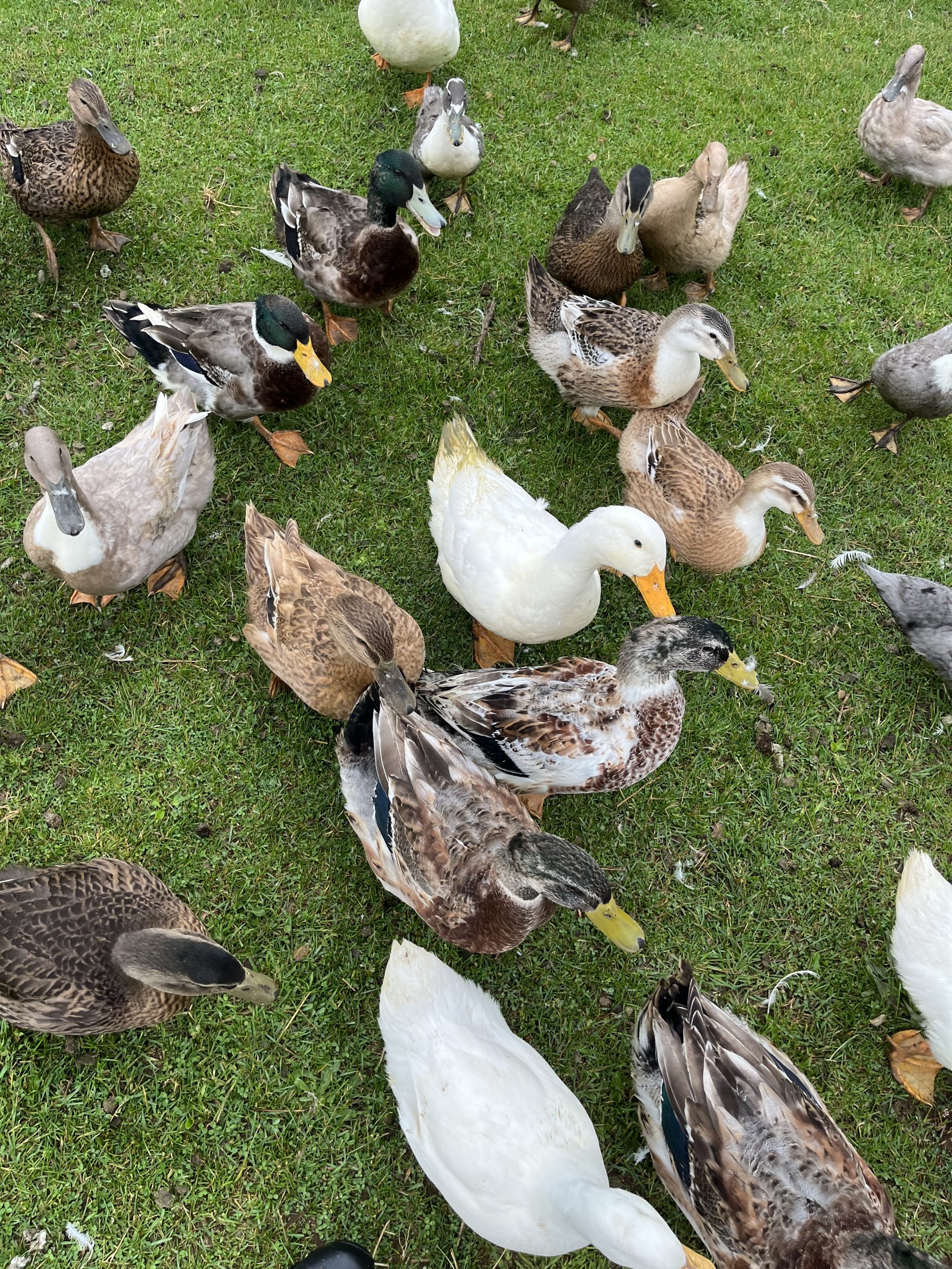 Ducks