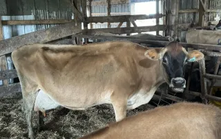 MayBelle the milk cow