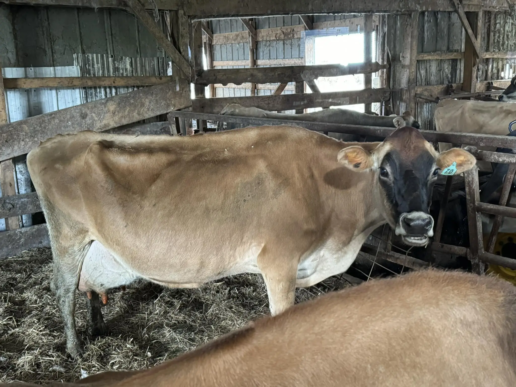 MayBelle the milk cow