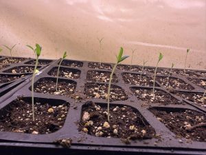 Seedlings Sprouting in Tray