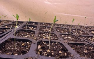 Seedlings Sprouting in Tray