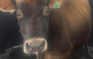 Dairy Cow Clarabelle