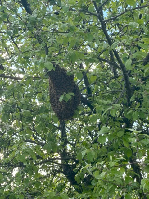 Bees Swarming