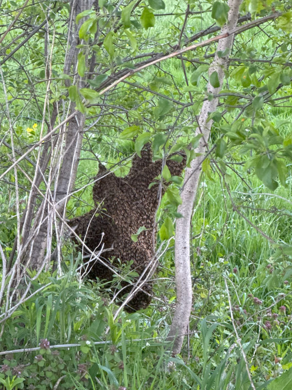 Honeybee Swarm in Tree